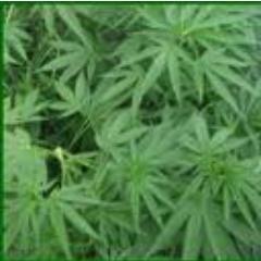 Take a phat B load and the day goes by great (Sativa of course)! Indica for night time