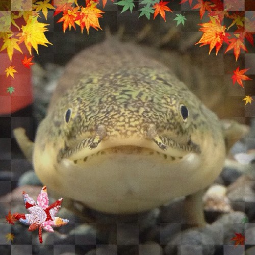 aquqrium's profile picture. わさび