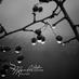 Mandelstam Music (@mandelstammusic) Twitter profile photo