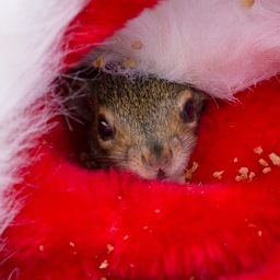 WestchesterWild's profile picture. Westchester Wildlife is a humane animal control service company that specializes in bat, bee and animal control and removal.