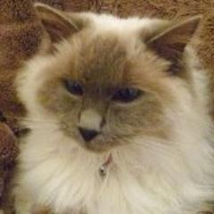 Professional pet care company caring for small pets in the comfort of their own home.