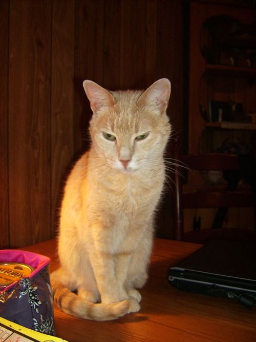 LilyFlorence's profile picture. i am the first and coolest cat on twitter.