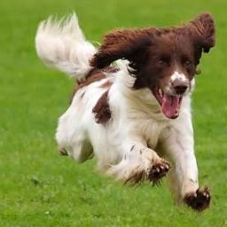 The International Association of Veterinary Homeopaths is an over 500 strong body of veterinary professionals dedicated to promoting health in animals.
