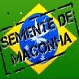 Comprar cogumelos magicos e sementes de maconha das melhores qualidades diretamente de Amsterdam! Enviamos para todo o Brasil!