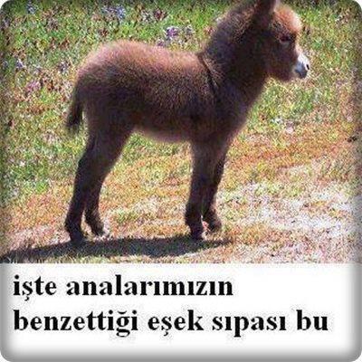 hulyauysalkj Profile Picture