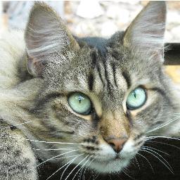 chat tigre drole
