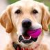 Dog Day, Every Day! (@dogdayeveryday) Twitter profile photo