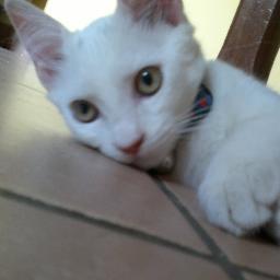 federica00093's profile picture. 