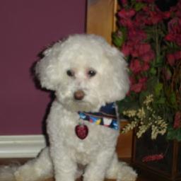 Official Twitter page for @lucyhale's dog Jack! 
I follow back - dont be shy just ask!