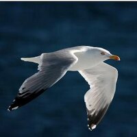 Güzel :) (@tatli_fatma) Twitter profile photo