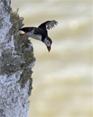 Cliff Diver's Geocaching