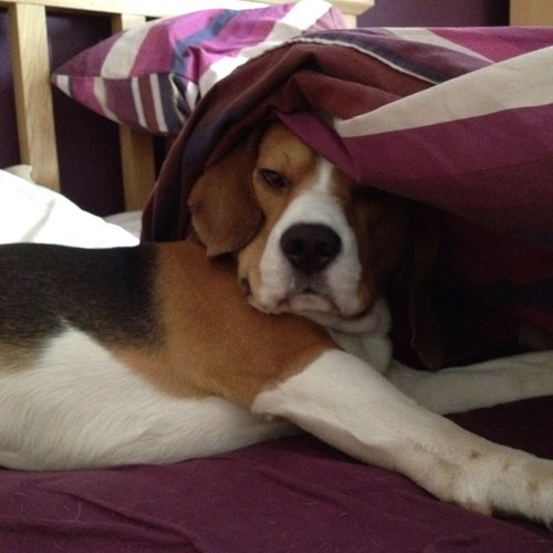 busterbeagle8's profile picture. Hi my name is Buster, my pedigree name is Baimor Muscian.