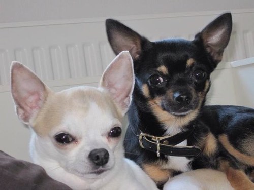 Take care.. ~ (L) ChuChu & ZaZa