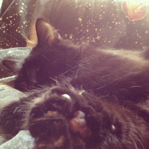 IPoopRainbows13's profile picture. 