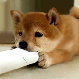 I tweet the cutest verified things on earth..