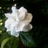 gardenia gardini