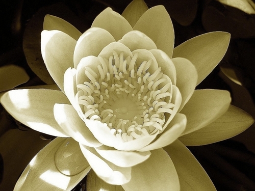 ThaiGardensSP's profile picture. More than a restaurant.  A philosophy.