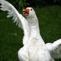 Geoff Logan (@gooselaa) 's Twitter Profile