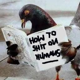 birdBrain1323's profile picture. 