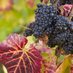 Jannick Genouw (@alnwickwineman) Twitter profile photo