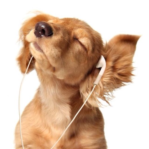 zikjazz's profile picture. 