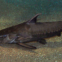 Dylan painter - @DPminecraft13 - Twitter