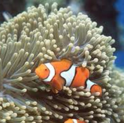 autobiography of my life as an anemone