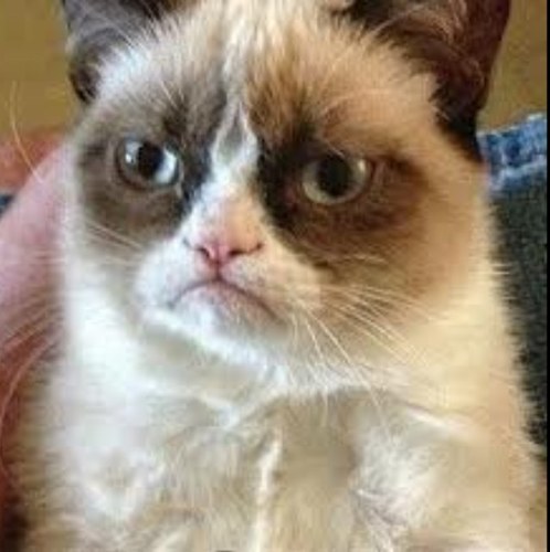 Shepherd High's official grumpy cat. Kill yourself.
