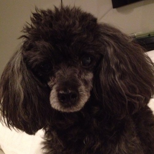 plainomike's profile picture. 