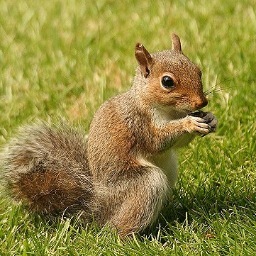 Acorns First, Since 1899