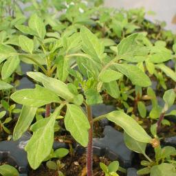 Plantas_Flores's profile picture. 