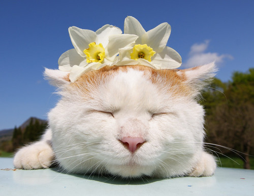 laichaogang's profile picture. 