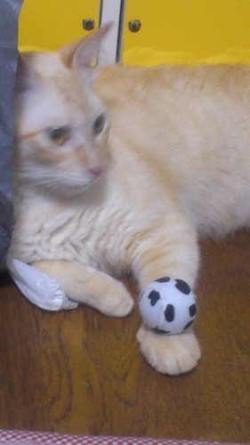 HiverNatsuru's profile picture. お気に入り、本好き、ツイステ。
猫が好きだけど、一緒に暮らせないからジェラトーニと暮らしてる。成人済。