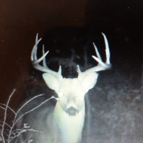 Just a southren hunter lookin for those big bucks!