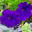 Pat Watkins - @pat512012 - Twitter