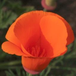 The Sylvan Institute of Botanical Medicine's mission is to educate health care professionals who aim to use plants to alleviate suffering.