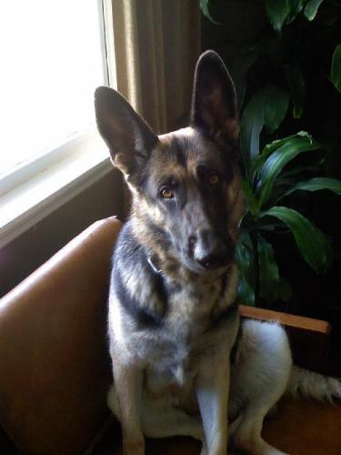 DogFun's profile picture. A community for dog lovers. Come join and share your photos, videos and stories about your dogs.  Professionals come and join and share your knowledge.