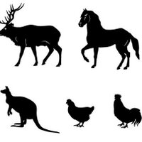 Wildlife ID (@wildlifeid) 's Twitter Profile