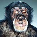 celatone's profile picture. Connecting the dots.