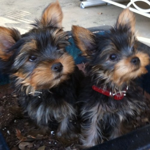 BamaFootbalGirl's profile picture. 