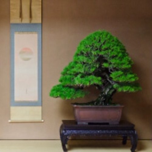 We introduce Bonsai News & Spot in this page.