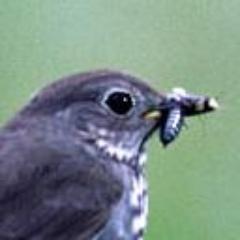 ピアノを弾きながらつい最近は岩に隠れています play piano play