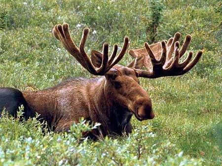 Hello. I am the reload moose. I do moose stuff. check out my band @reloadtheradio