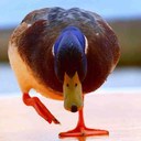Larry_Mallard - @Larry_Mallard - Twitter