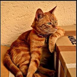 mextushi's profile picture. 