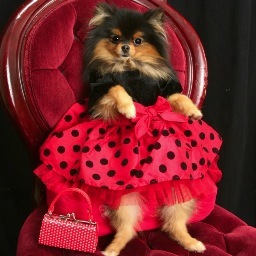 ZinaIppolito's profile picture. ❤ Hi, I'm ZINA ❤ My Mom is Denise Ippolito, 
I'm a good listener, but not much of a talker
I’m very friendly, I don’t bite