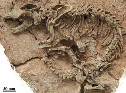 Extinctinfo's profile picture. I tweet info on extinct species. Evolution flows through time, creating and losing species. Like Dinosaur Facts and Forum on Facebook for more interesting info.