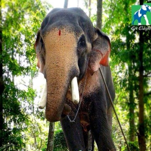 This is dedicated to all genuine elephant lovers across kerala