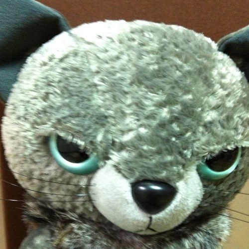 Zｉｇｇｙｃａｔさんのプロフィール画像