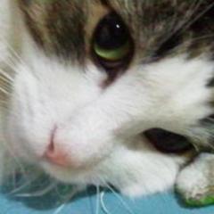 ちゃまこさんのプロフィール画像